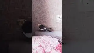 Красивое пение самца кореллы
