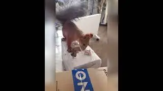 Белка Уля разворачивает подарочки