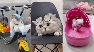 cute Dogs and Cats / Funny moments in life - pet lover 005 # LA