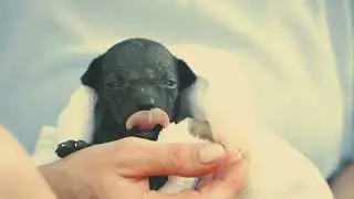 Tierschutz für vergessene Seelen