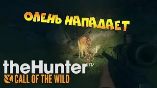 theHunter Call of the Wild - Боевой олень | Олень нападает | Баг в игре