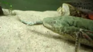 Protopterus annectens eating, chewing a fish and a grinder 2