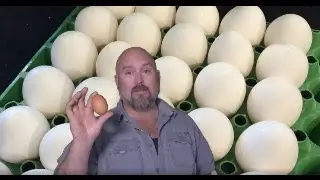 Will Coca-Cola MELT An Egg Shell?