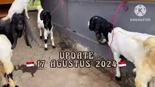 REVIEW HARGA PE kaligesing (breeding)|| update 🇮🇩17 agustus 2024🇮🇩||@Etawasendurochannel