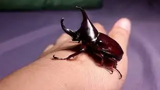 Rhino Beetle Sound