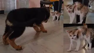 Wolfie Attack Cat Micky- German Shepherd Puppy Attacking  Baby Cat