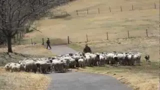 Sheep and shepherd dog,Mother Farm ,CHIBA, JAPAN