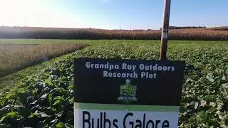 Bulbs Galore