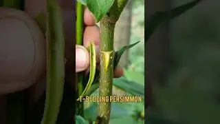 T-bud grafting persimmon #shorts #gardening