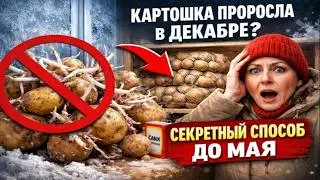 Картошка проросла в декабре? 1 СЕКРЕТНЫЙ метод, и она долежит до мая БЕЗ погреба!