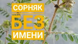 Злючка колючка❗#сорняк