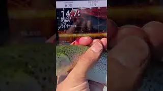 Limit? No problem with Garmin livescope cheating 