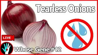 [LIVE]  Tearless Onions - Whose Gene #12