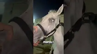 Why flush horse's tear duct? #shorts