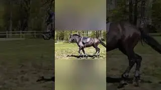 Неудачная тренировка на Амиире, занятие на корде и мытьё жеребца в мойке
