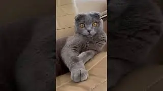 Доброе утро! #shorts #kitten #cat