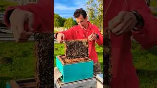 Добрые пчелы Камчатки #Камчатка #пчелы #мед