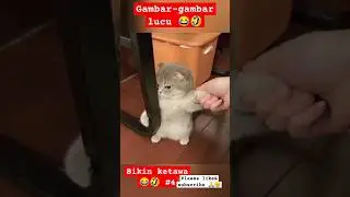 Gambar-gambar lucu bikin ketawa 4 #shorts #short #shortvideo