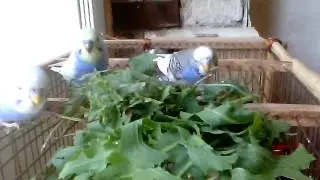 Малышня 2