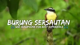 RELAKSASI SUARA BURUNG-BURUNG BERSAUTAN SATU SAMA LAIN