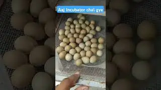 DC Incubator | Eggs Hatching Machine | Aseel Chicks