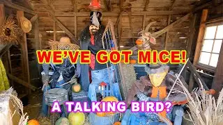 We Have Mice!  Talking Bird?  Pumpkin Patch and Trail Cam Footage!