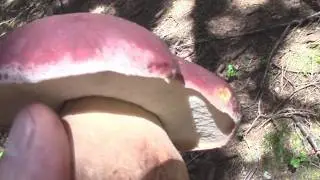 Boletus pinophilus, porcino rosso.