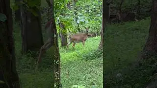 I found deer on my hike :)