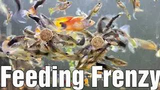 Aquarium Feeding Frenzy!
