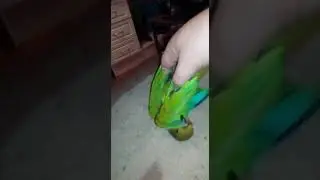Пиррура Проша как котёнок