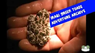 Adventure Archive -- Iraqi Toads