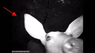Photos and videos trail cameras - we caught some thing strange