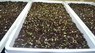 How to Quickly Grow Basil Indoors