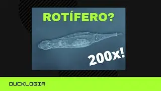 Vendo um ANIMAL MICROSCÓPICO! - Rotífero