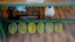 tempat yang cocok untuk menikmati durian