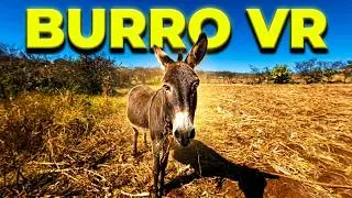 Burro en realidad virtual | Episodio #2