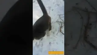 Наши обычные будни на хозяйстве! СМОТРЕТЬ ДО КОНЦА И СО ЗВУКОМ!!!Очень СМЕШНО 😂😂😂🐏🐈