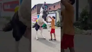 સરપંચ ની મોજ 76986 80944. ભુરો ઉસ્તાદ