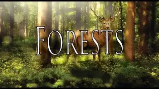 Forests