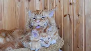 Кот Джокер,мейн кун. Милота.