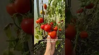 Шикарный урожай из семян от Усадьба-Семена😍usadba-semena.ru