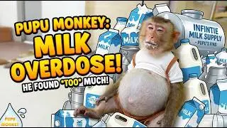 Pupu Monkey Finds a Huge Milk Supply… and Drinks Too Much 😲
