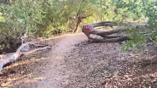 Lost my dog in the forest