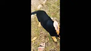 щенок немецкой овчарки