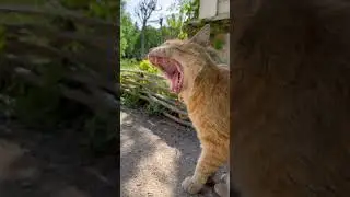 У Лукоморья кот учёный ведёт со скукой вечный бой