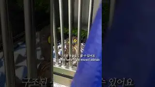 한국 야생동물구조센터에서 4개월 동안 자원봉사했어요🦉🦝💚 #shorts