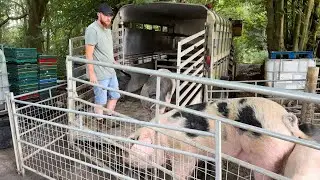 Pigs To The Slaughter!