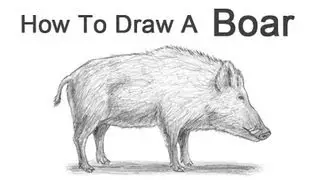 How to Draw a Boar