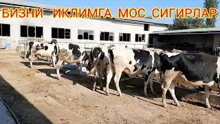РОСССИЙСКИЕ  МОЛЛАР  ЧИДАМЛИ  ИССИК  ЖОЙЛАРГА,994882353