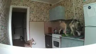 Хаски, одни дома!!! 